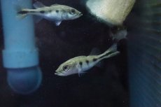 画像1: 【淡水魚】【通販】キクラ モノクルス【１匹 サンプル画像】(±3-4cm)(大型魚)(生体)(淡水)ＮＫＯ (1)
