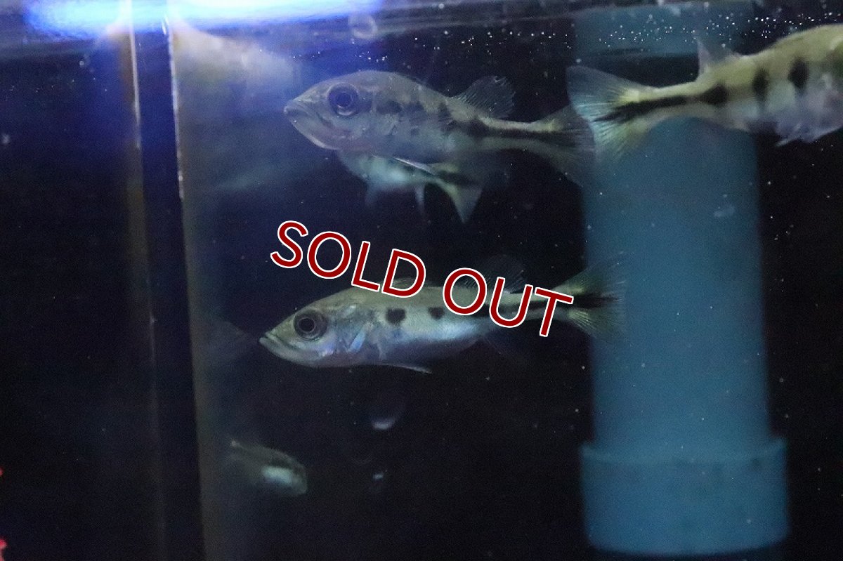 画像3: 【淡水魚】【通販】キクラ モノクルス【１匹 サンプル画像】(±4-5ｃｍ)(大型魚)(生体)(淡水)ＮＫＯ (3)