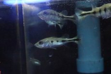 画像3: 【淡水魚】【通販】キクラ モノクルス【１匹 サンプル画像】(±3-4cm)(大型魚)(生体)(淡水)ＮＫＯ (3)