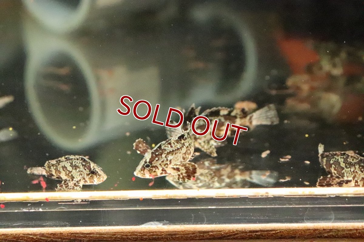 画像2: 【淡水魚】【通販】淡水カサゴ(ハオコゼ)【１匹 サンプル画像】(±2-3cm)(淡水オコゼ)(生体)(淡水)ＮＫ (2)