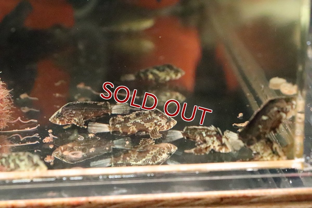 画像3: 【淡水魚】【通販】淡水カサゴ(ハオコゼ)【１匹 サンプル画像】(±2-3cm)(淡水オコゼ)(生体)(淡水)ＮＫ (3)