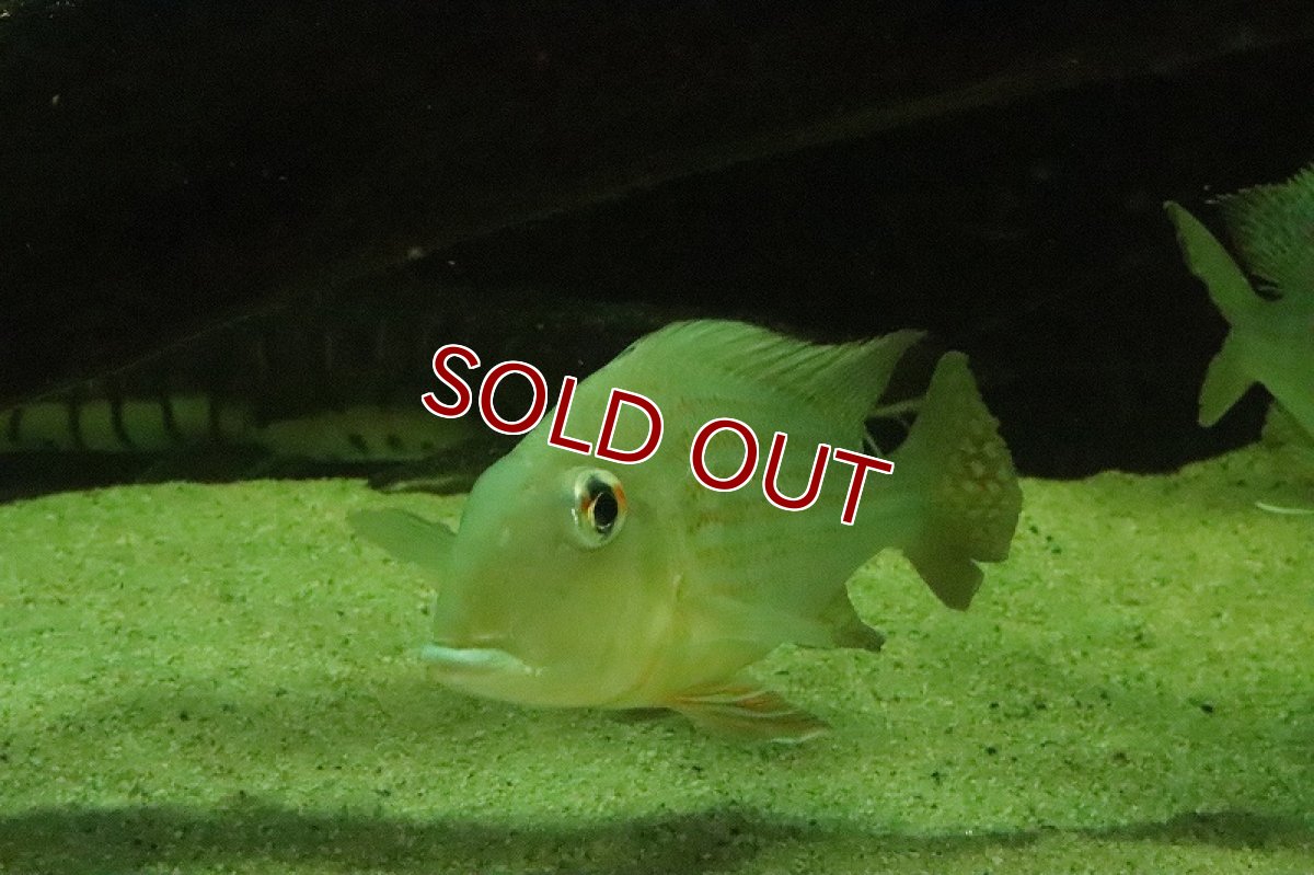 画像2: 【淡水魚】特価 ＸＸＬ レッドゲオファーガス【１匹 サンプル画像】(±15-17cm)(大型魚)(生体)(淡水)ＮＫＯ (2)