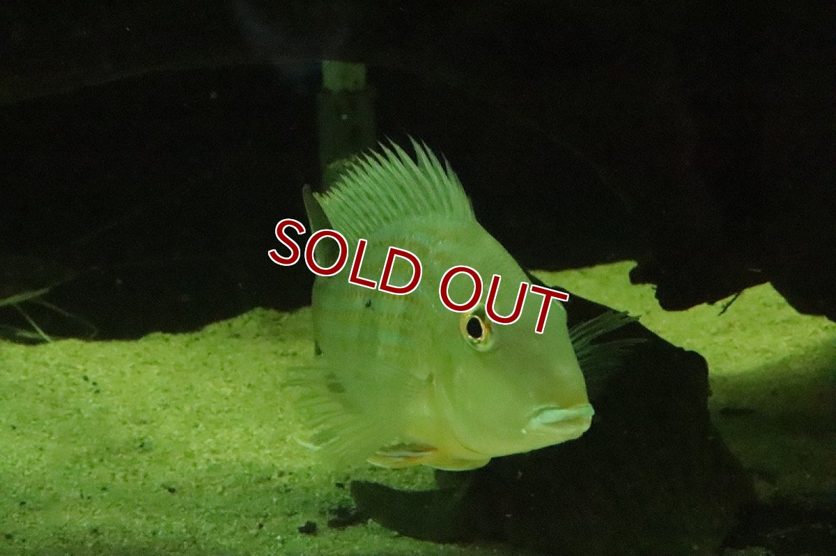 画像3: 【淡水魚】特価 ＸＸＬ レッドゲオファーガス【１匹 サンプル画像】(±15-17cm)(大型魚)(生体)(淡水)ＮＫＯ (3)