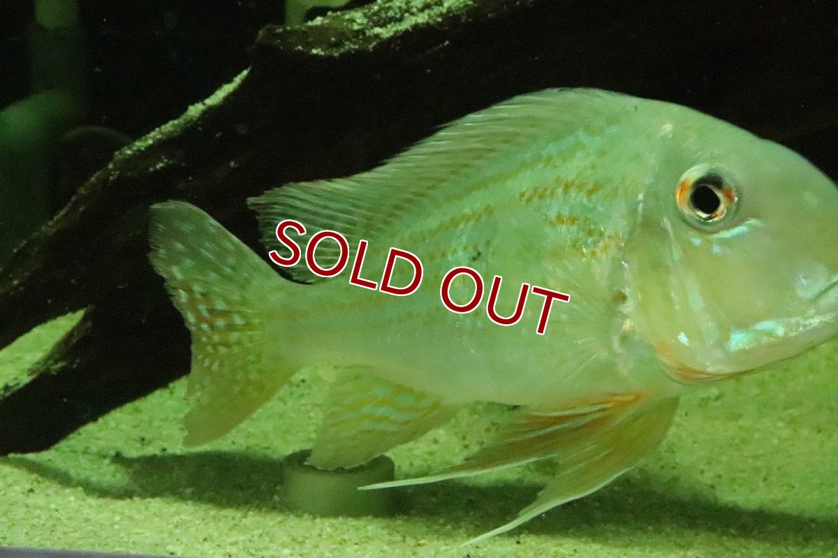 画像4: 【淡水魚】特価 ＸＸＬ レッドゲオファーガス【１匹 サンプル画像】(±15-17cm)(大型魚)(生体)(淡水)ＮＫＯ (4)