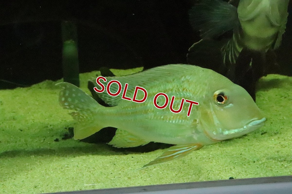 画像6: 【淡水魚】特価 ＸＸＬ レッドゲオファーガス【１匹 サンプル画像】(±15-17cm)(大型魚)(生体)(淡水)ＮＫＯ (6)