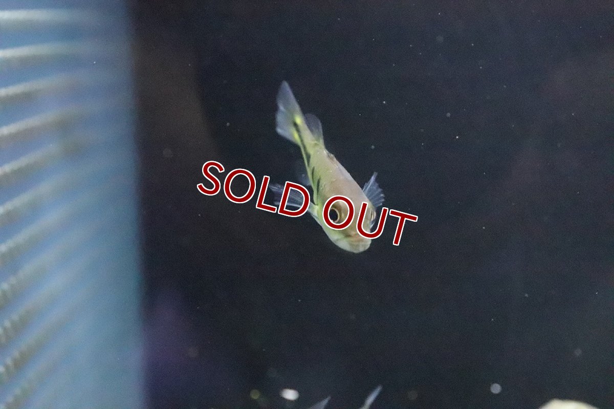 画像2: 【淡水魚】キクラ オリノコエンシス ワイルド【１匹 サンプル画像】(±4-5ｃｍ)(大型魚)(生体)(淡水)ＮＫＯ (2)