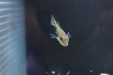 画像2: 【淡水魚】【通販】キクラ オリノコエンシス ワイルド【１匹 サンプル画像】(±4-5ｃｍ)(大型魚)(生体)(淡水)ＮＫＯ (2)