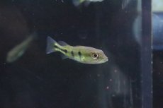 画像3: 【淡水魚】【通販】キクラ オリノコエンシス ワイルド【１匹 サンプル画像】(±4-5ｃｍ)(大型魚)(生体)(淡水)ＮＫＯ (3)