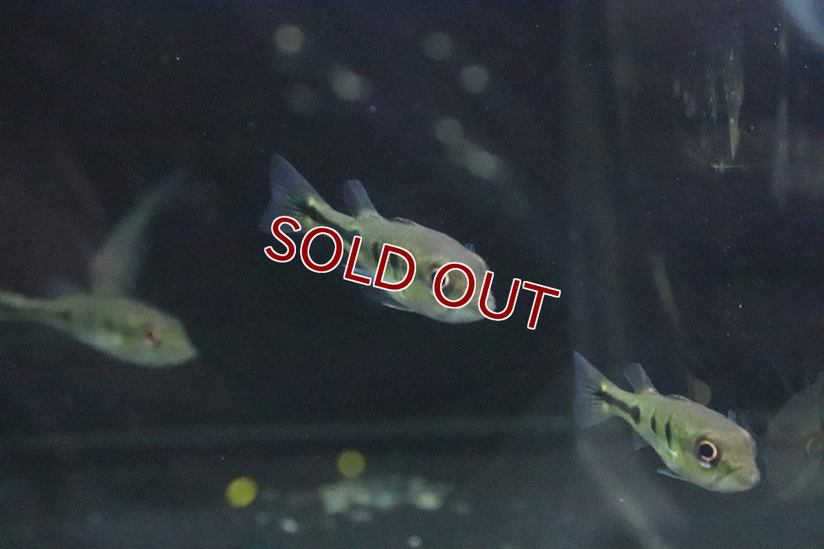 画像4: 【淡水魚】キクラ オリノコエンシス ワイルド【１匹 サンプル画像】(±4-5ｃｍ)(大型魚)(生体)(淡水)ＮＫＯ (4)