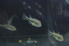 画像4: 【淡水魚】【通販】キクラ オリノコエンシス ワイルド【１匹 サンプル画像】(±4-5ｃｍ)(大型魚)(生体)(淡水)ＮＫＯ (4)