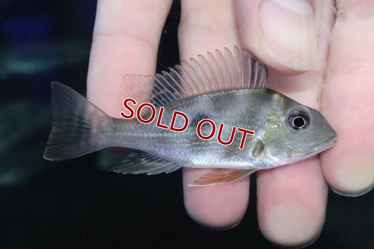 画像2: 【淡水魚】レア種 ゲオファーガス プロキシムス【１匹 サンプル画像】(大型魚)(生体)(淡水)ＮＫＯ (2)