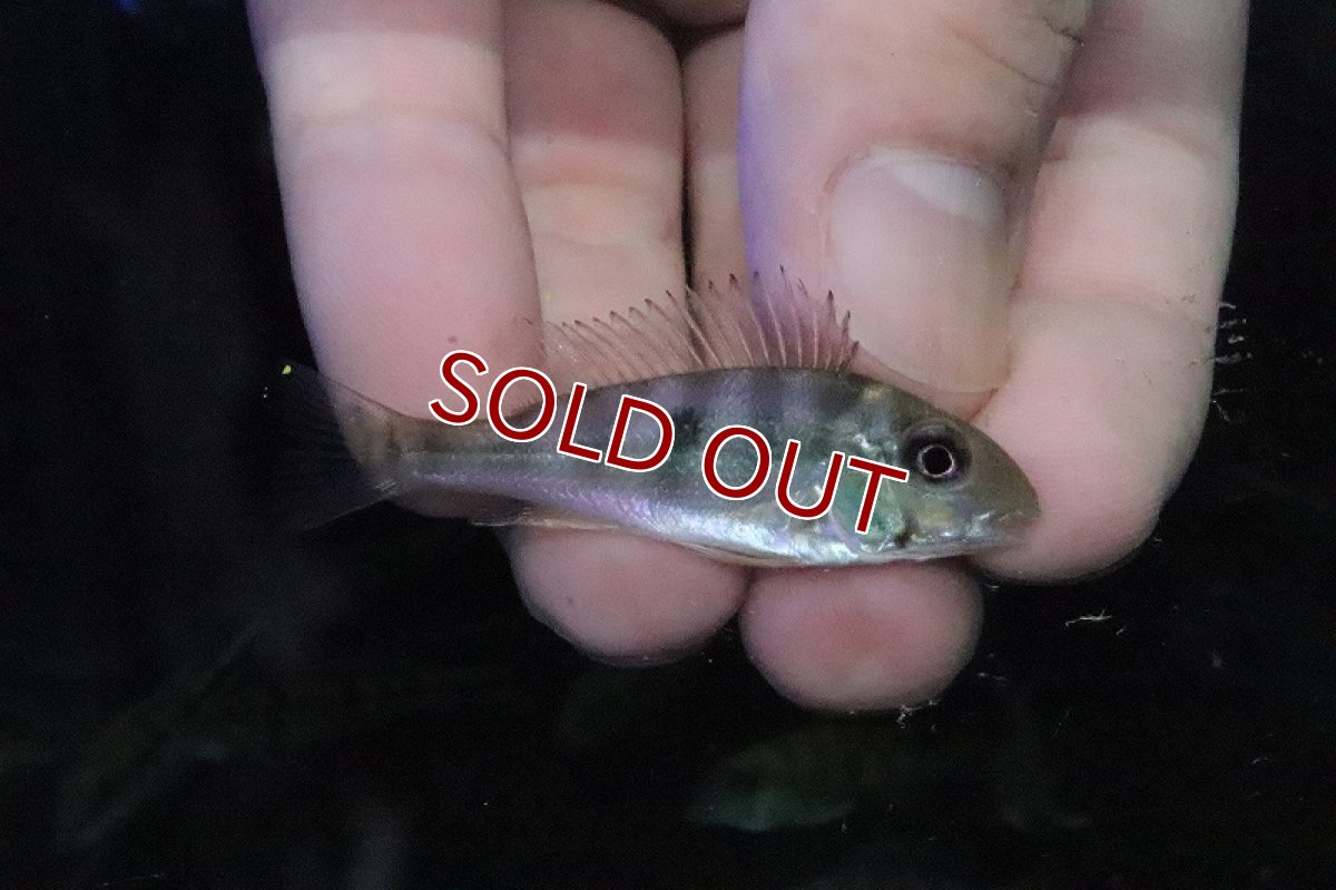 画像2: 【淡水魚】ゲオファーガス ディクロゾスタ【１匹 サンプル画像】(±5-6ｃｍ)(大型魚)(生体)(淡水)ＮＫＯ (2)