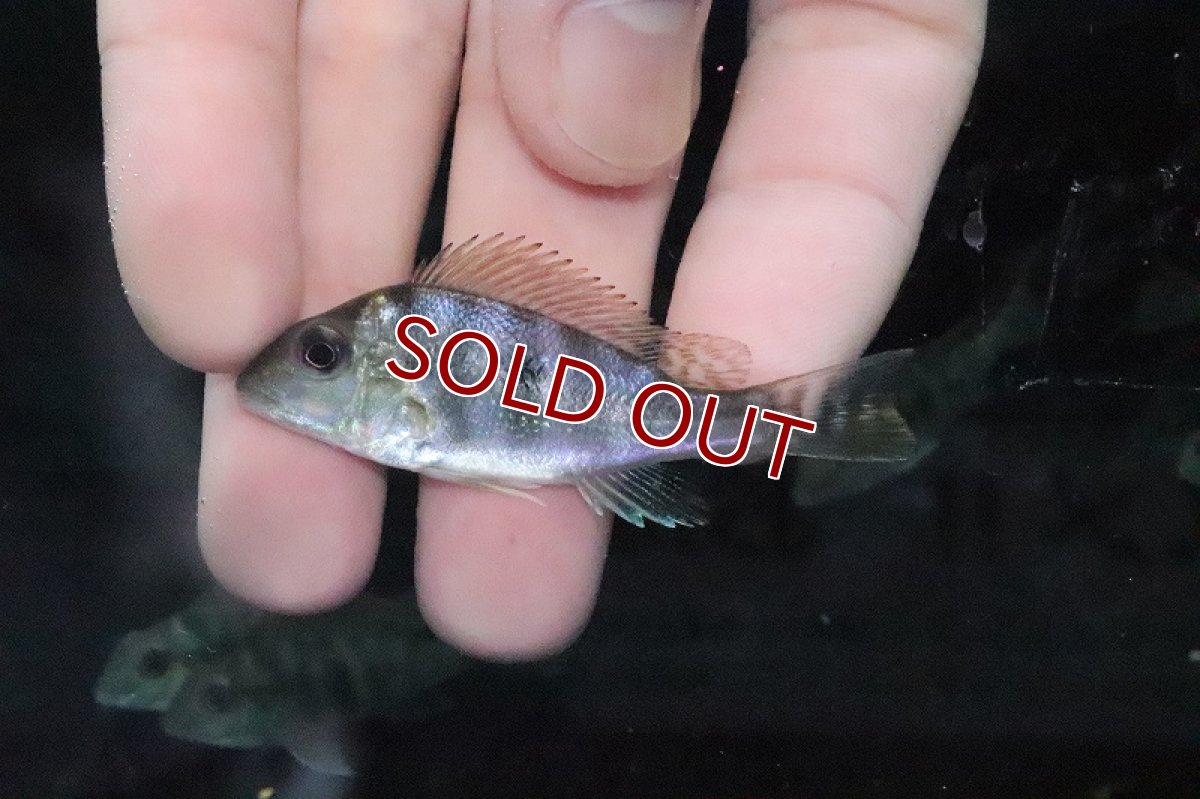 画像2: 【淡水魚】ゲオファーガスsp リオシングー【１匹 サンプル画像】(±5ｃｍ)(大型魚)(生体)(淡水)ＮＫＯ (2)