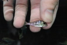 画像1: 【淡水魚】【通販】ゲオファーガス アルティフロンス リオネグロ【１匹 サンプル画像】(±3-4ｃｍ)(大型魚)(生体)(淡水)ＮＫＯ (1)