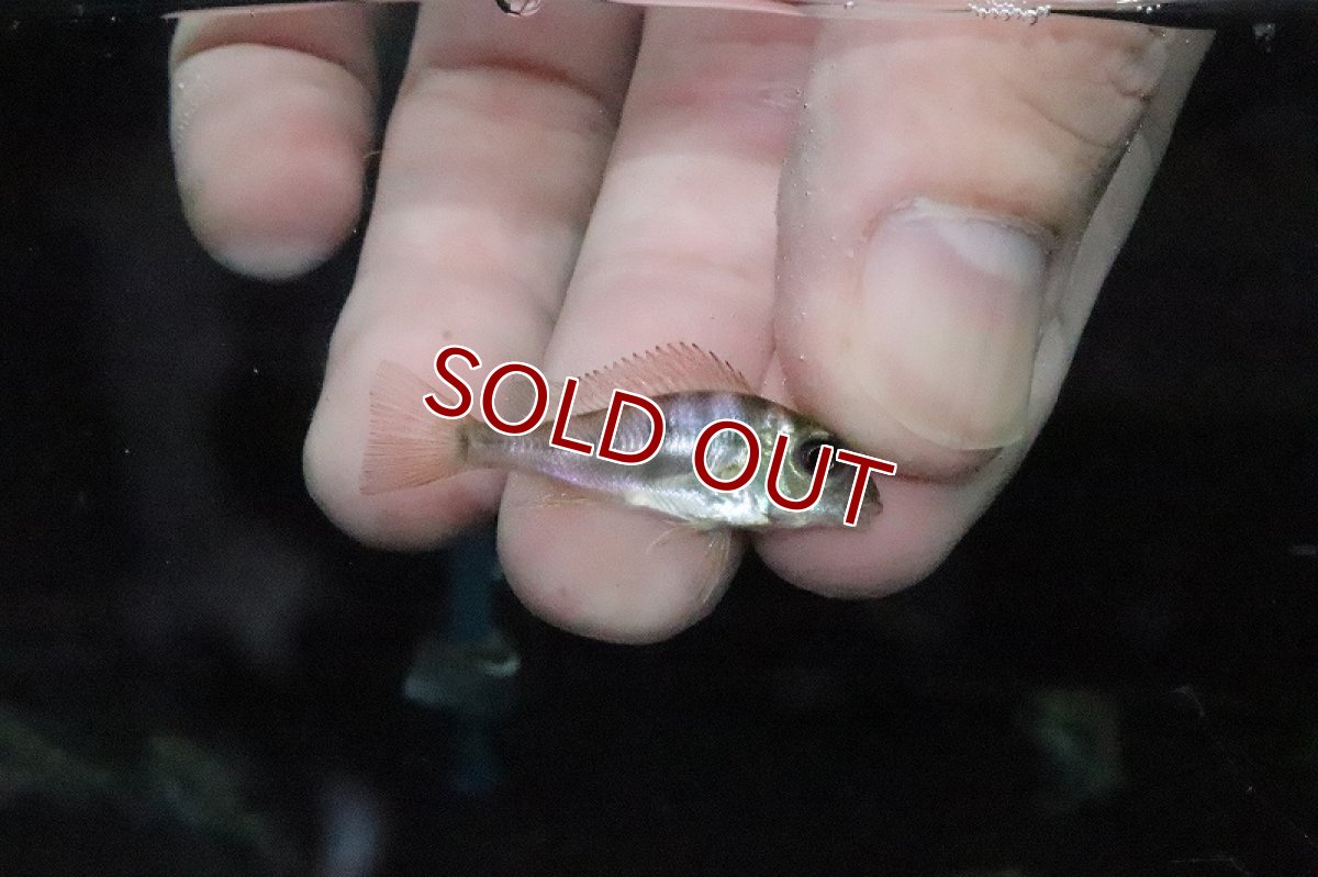 画像2: 【淡水魚】ゲオファーガス アルティフロンス リオネグロ【１匹 サンプル画像】(±3-4ｃｍ)(大型魚)(生体)(淡水)ＮＫＯ (2)