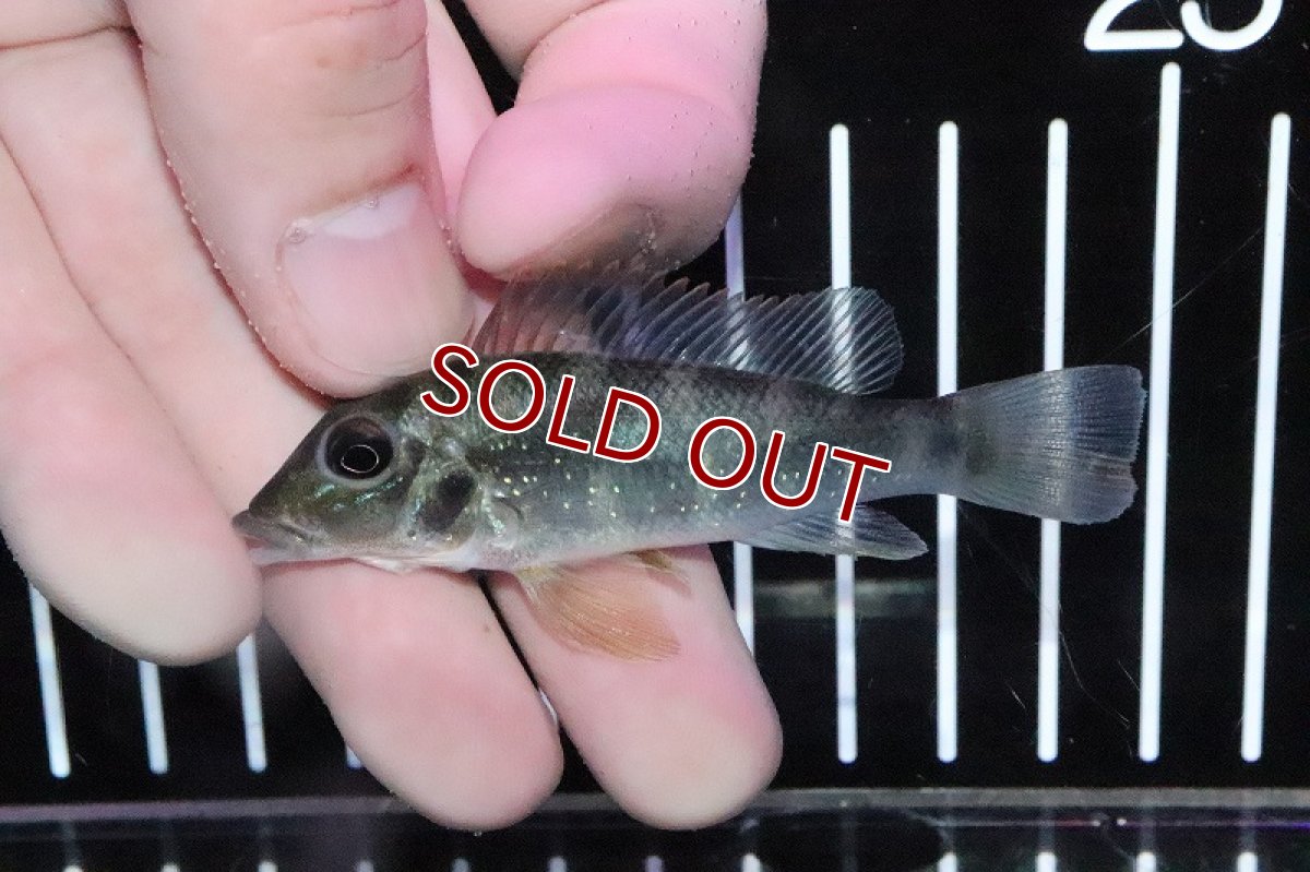 画像2: 【淡水魚】レア種 レトロクルス ラピディフェール トカンチンス産 ワイルド【１匹 サンプル画像】(±5-6cm)(生体)(淡水)ＮＫＯ (2)