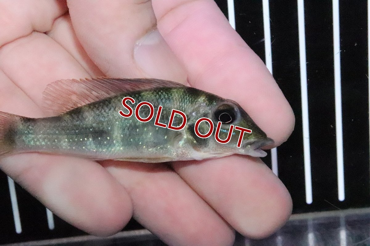 画像3: 【淡水魚】レア種 レトロクルス ラピディフェール トカンチンス産 ワイルド【１匹 サンプル画像】(±5-6cm)(生体)(淡水)ＮＫＯ (3)