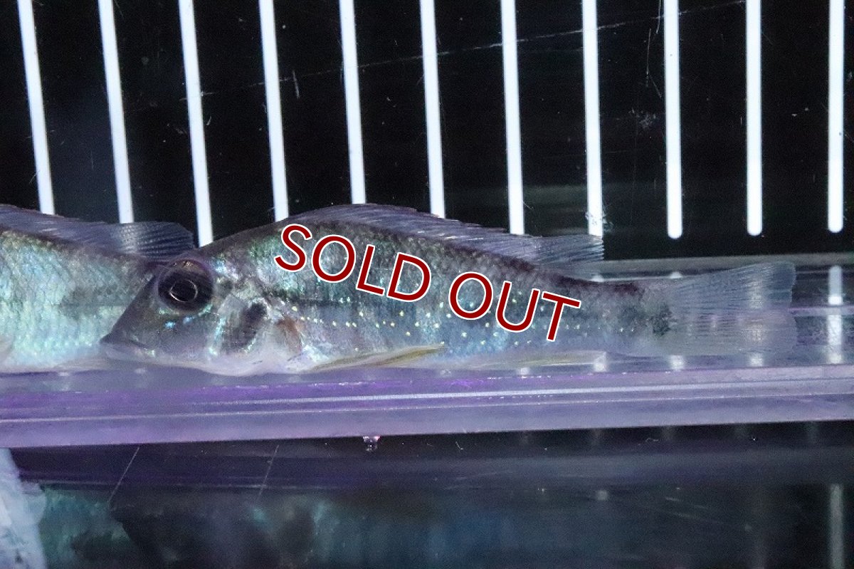 画像4: 【淡水魚】レア種 レトロクルス ラピディフェール トカンチンス産 ワイルド【１匹 サンプル画像】(±5-6cm)(生体)(淡水)ＮＫＯ (4)