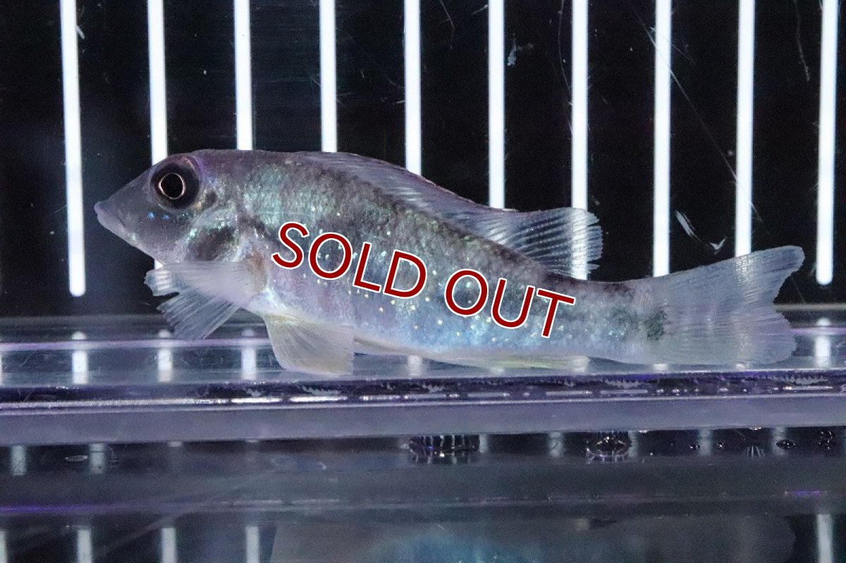 画像5: 【淡水魚】レア種 レトロクルス ラピディフェール トカンチンス産 ワイルド【１匹 サンプル画像】(±5-6cm)(生体)(淡水)ＮＫＯ (5)