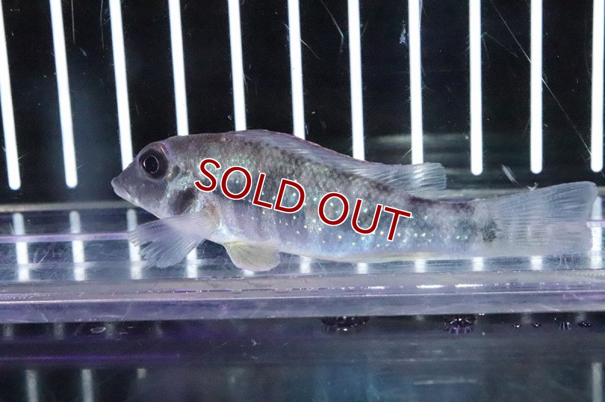 画像6: 【淡水魚】レア種 レトロクルス ラピディフェール トカンチンス産 ワイルド【１匹 サンプル画像】(±5-6cm)(生体)(淡水)ＮＫＯ (6)