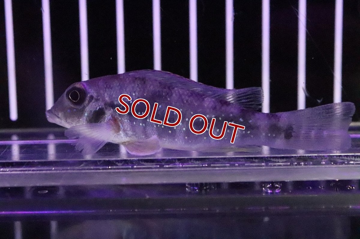 画像7: 【淡水魚】レア種 レトロクルス ラピディフェール トカンチンス産 ワイルド【１匹 サンプル画像】(±5-6cm)(生体)(淡水)ＮＫＯ (7)