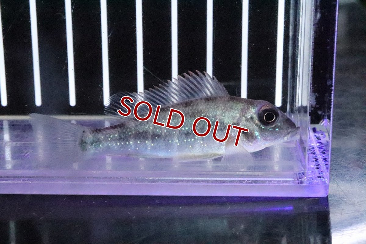 画像2: 【淡水魚】レア種 レトロクルス シングエンシス シングー産 ワイルド【１匹 サンプル画像】(±6-7cm)(大型魚)(生体)(淡水)ＮＫＯ (2)