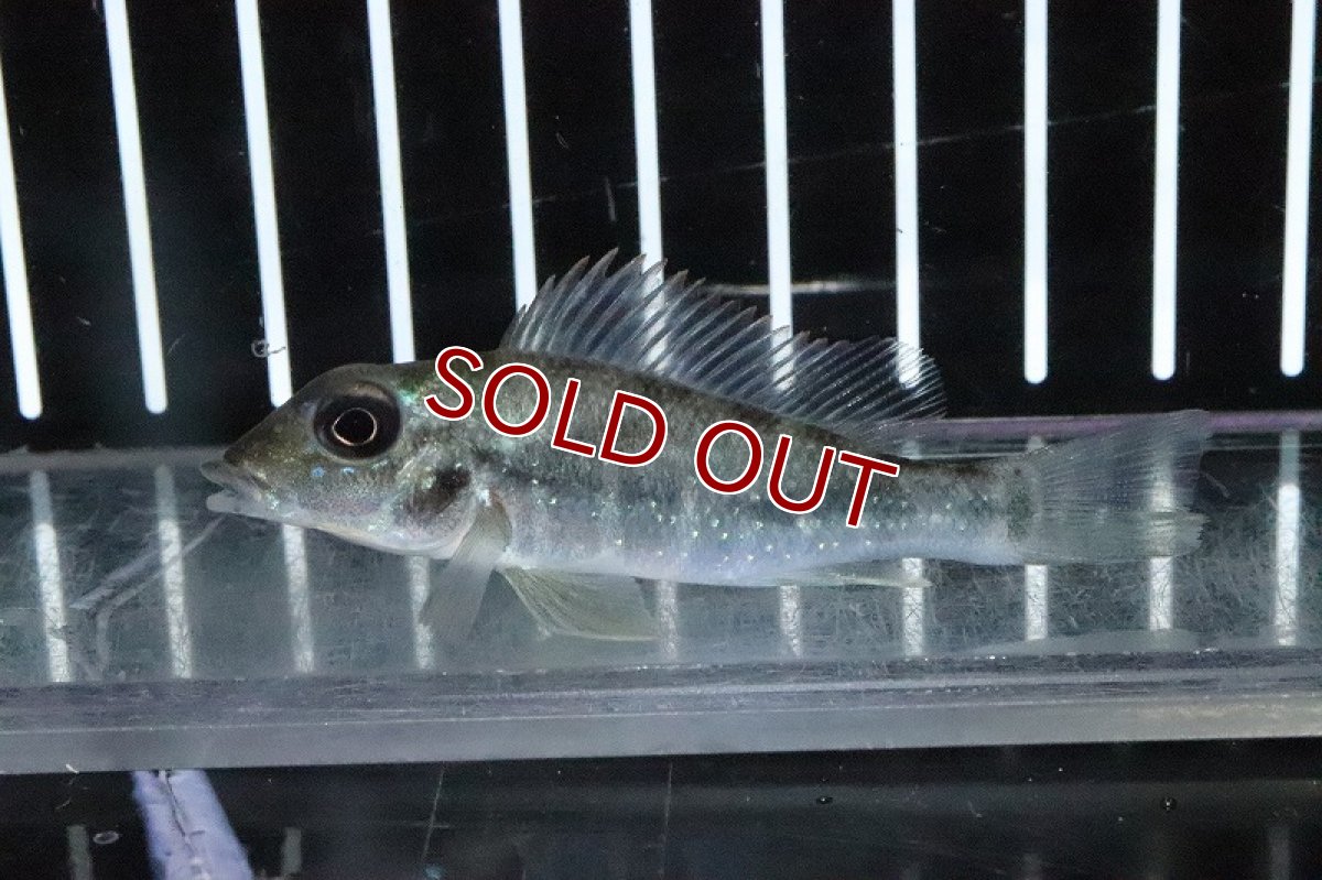 画像3: 【淡水魚】レア種 レトロクルス シングエンシス シングー産 ワイルド【１匹 サンプル画像】(±6-7cm)(大型魚)(生体)(淡水)ＮＫＯ (3)