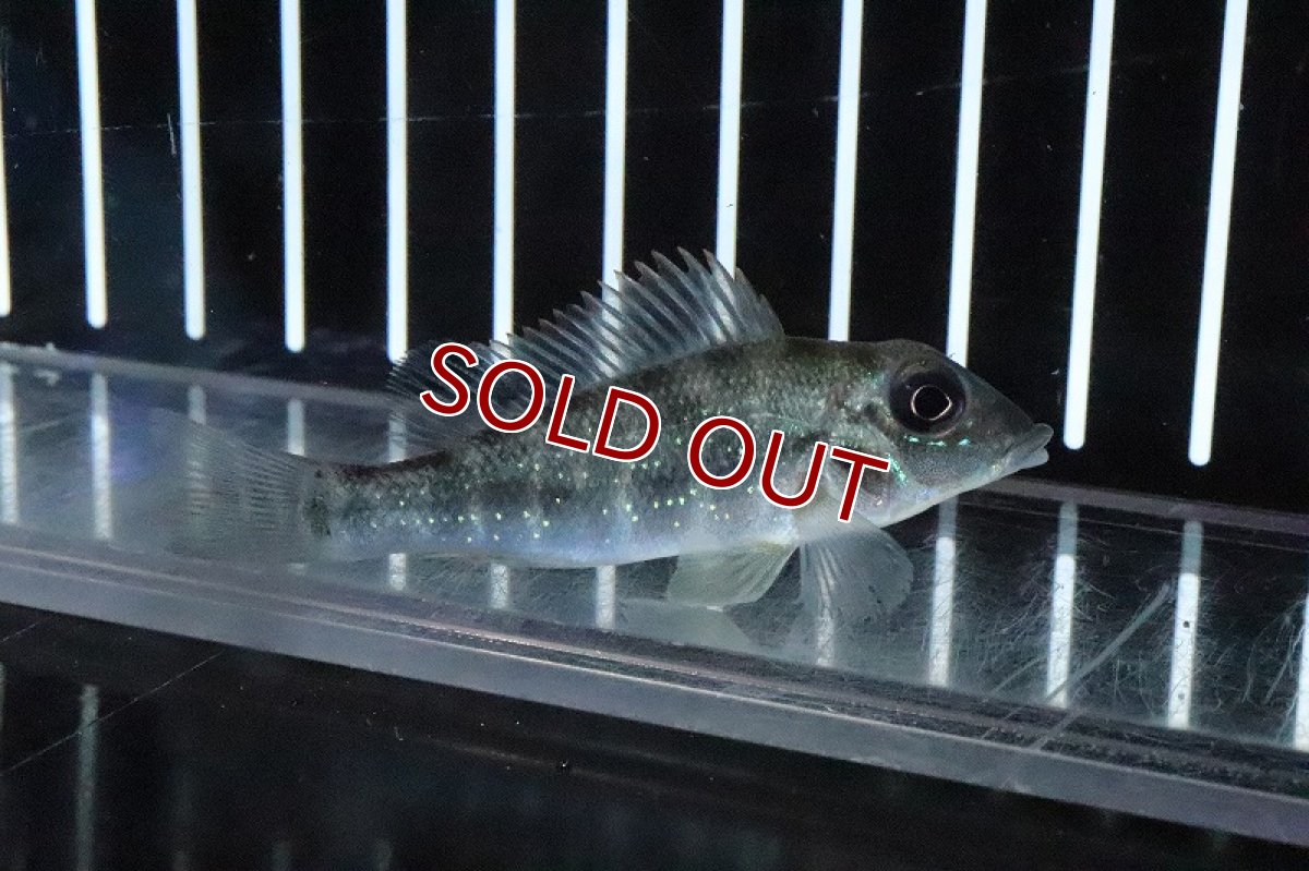 画像4: 【淡水魚】レア種 レトロクルス シングエンシス シングー産 ワイルド【１匹 サンプル画像】(±6-7cm)(大型魚)(生体)(淡水)ＮＫＯ (4)