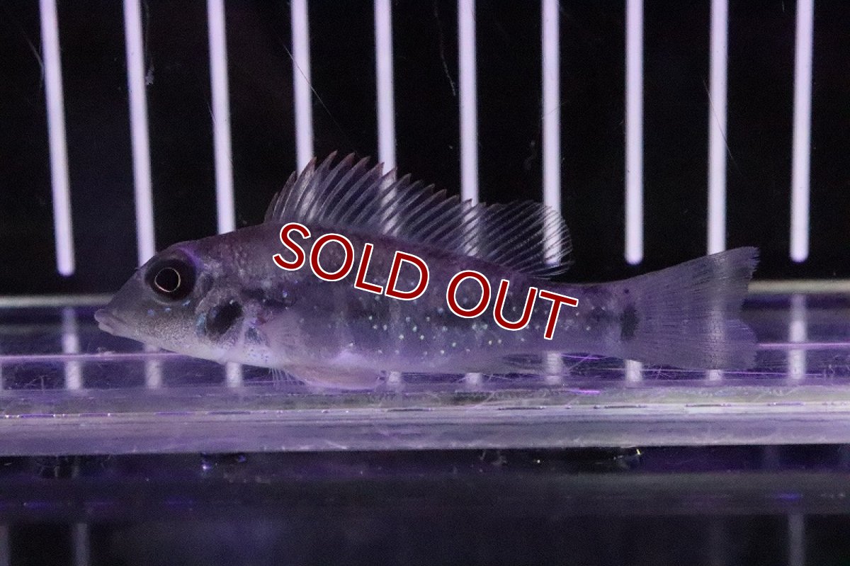 画像5: 【淡水魚】レア種 レトロクルス シングエンシス シングー産 ワイルド【１匹 サンプル画像】(±6-7cm)(大型魚)(生体)(淡水)ＮＫＯ (5)