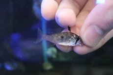 画像1: 【淡水魚】【通販】アカリクティス ヘッケル クルピーラ産 ワイルド【１匹 サンプル画像】(±4cm)(大型魚)(生体)(淡水)ＮＫＯ (1)