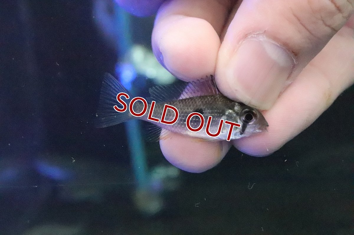 画像2: 【淡水魚】アカリクティス ヘッケル クルピーラ産 ワイルド【１匹 サンプル画像】(±4cm)(大型魚)(生体)(淡水)ＮＫＯ (2)