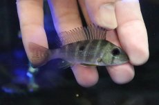 画像1: 【淡水魚】【通販】ゲオファーガス アルギロスティク シングー産 ワイルド【１匹 サンプル画像】(±6ｃｍ)(大型魚)(生体)(淡水)ＮＫＯ (1)