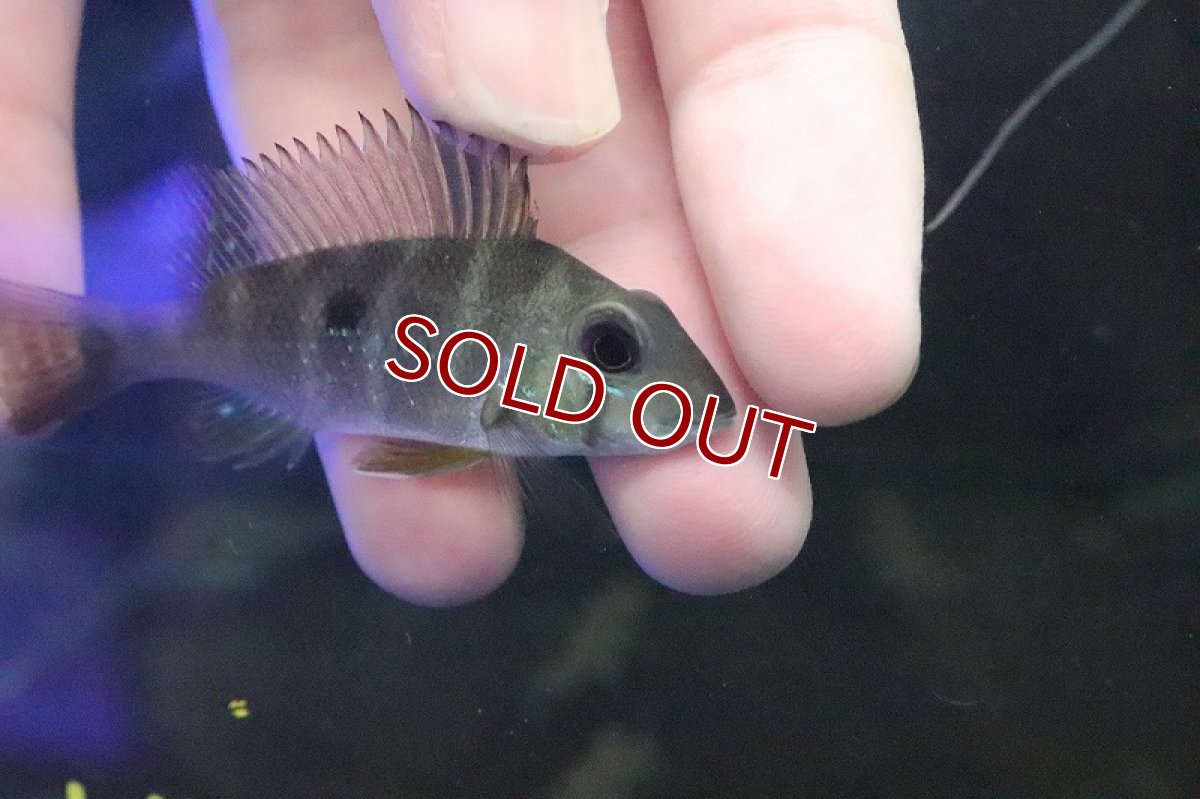 画像2: 【淡水魚】【通販】ゲオファーガス アルギロスティクタス シングー産 ワイルド【１匹 サンプル画像】(±6ｃｍ)(大型魚)(生体)(淡水)ＮＫＯ (2)