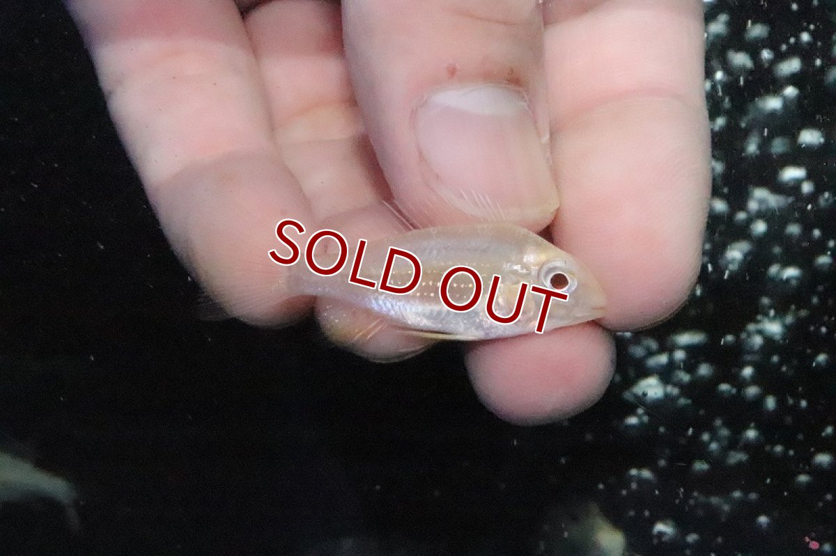 画像1: 【淡水魚】アカリクティス アルビノ ヘッケル【１匹 サンプル画像】(±4cm)(大型魚)(生体)(淡水)ＮＫＯ (1)