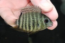 画像1: 【淡水魚】レア産地 レッドスポットセベラム ノッタータス リオタクトゥー産ワイルド【１匹 サンプル画像】(±6-7cm)(生体)(淡水)ＮＫＯ (1)