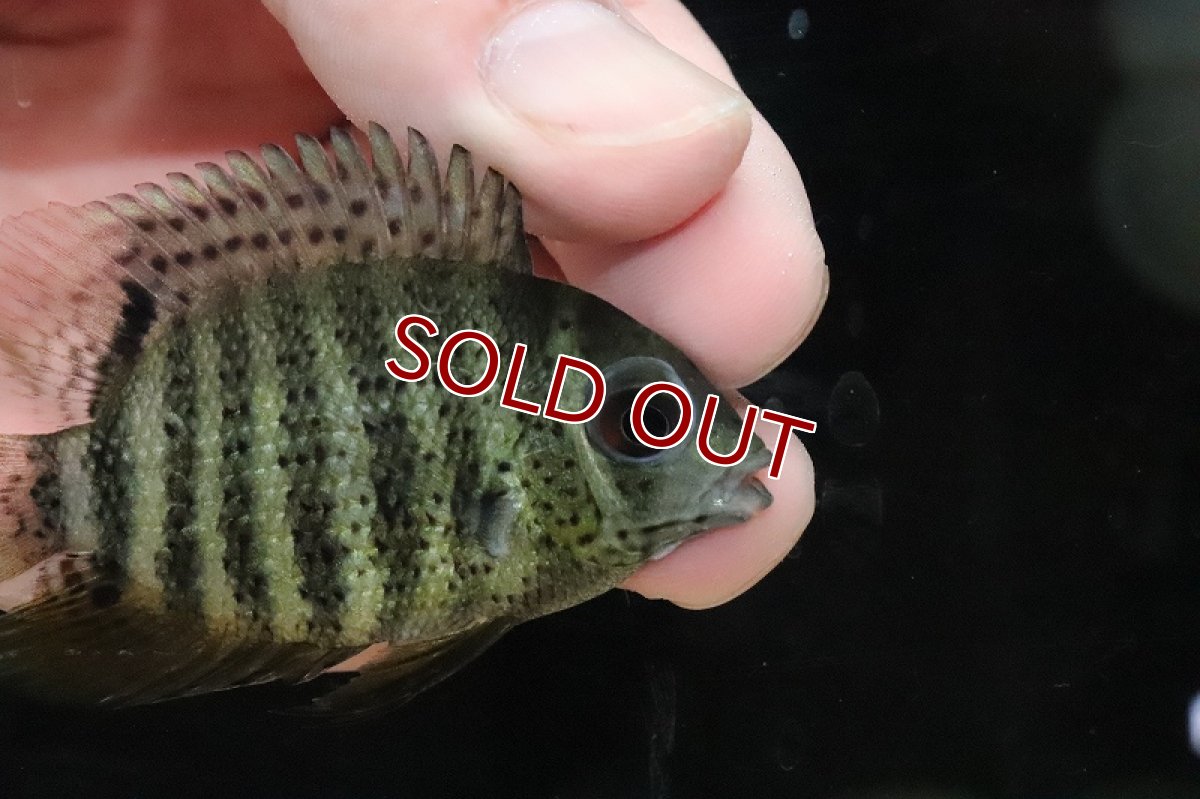 画像2: 【淡水魚】レア産地 レッドスポットセベラム ノッタータス リオタクトゥー産ワイルド【１匹 サンプル画像】(±6-7cm)(生体)(淡水)ＮＫＯ (2)