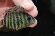 画像2: 【淡水魚】レア産地 レッドスポットセベラム ノッタータス リオタクトゥー産ワイルド【１匹 サンプル画像】(±6-7cm)(生体)(淡水)ＮＫＯ (2)