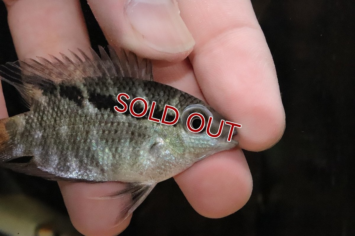 画像2: 【淡水魚】超大特価 激レア フェスティバム ガイアナエ リオタクトゥー産 ワイルド【１匹 サンプル画像】(±6.5ｃｍ)(生体)(淡水)ＮＫＯ (2)