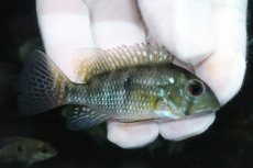 画像1: 【淡水魚】【通販】ゲオファーガス ブラジリエンシス【１匹 サンプル画像】(±6-7cm)(大型魚)（生体）（熱帯魚）NKO (1)