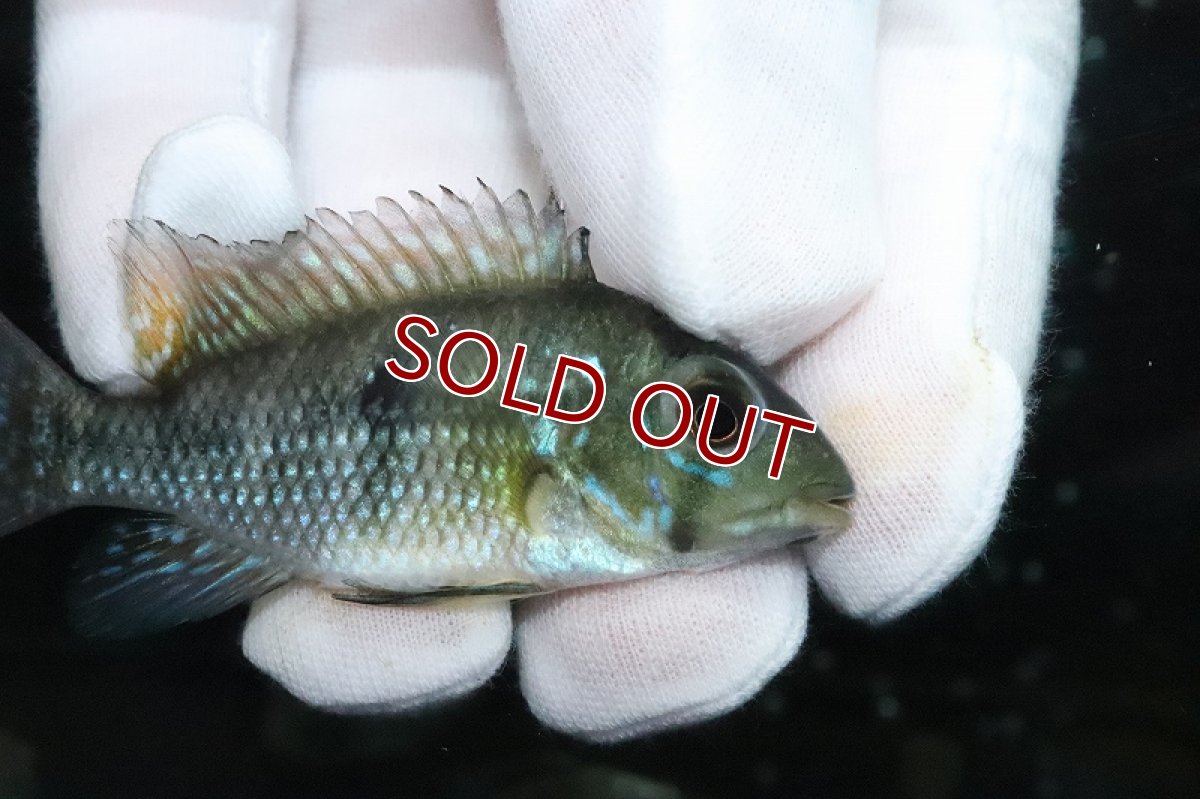 画像2: 【淡水魚】ゲオファーガス ブラジリエンシス【１匹 サンプル画像】(±6-7cm)(大型魚)（生体）（熱帯魚）NKO (2)