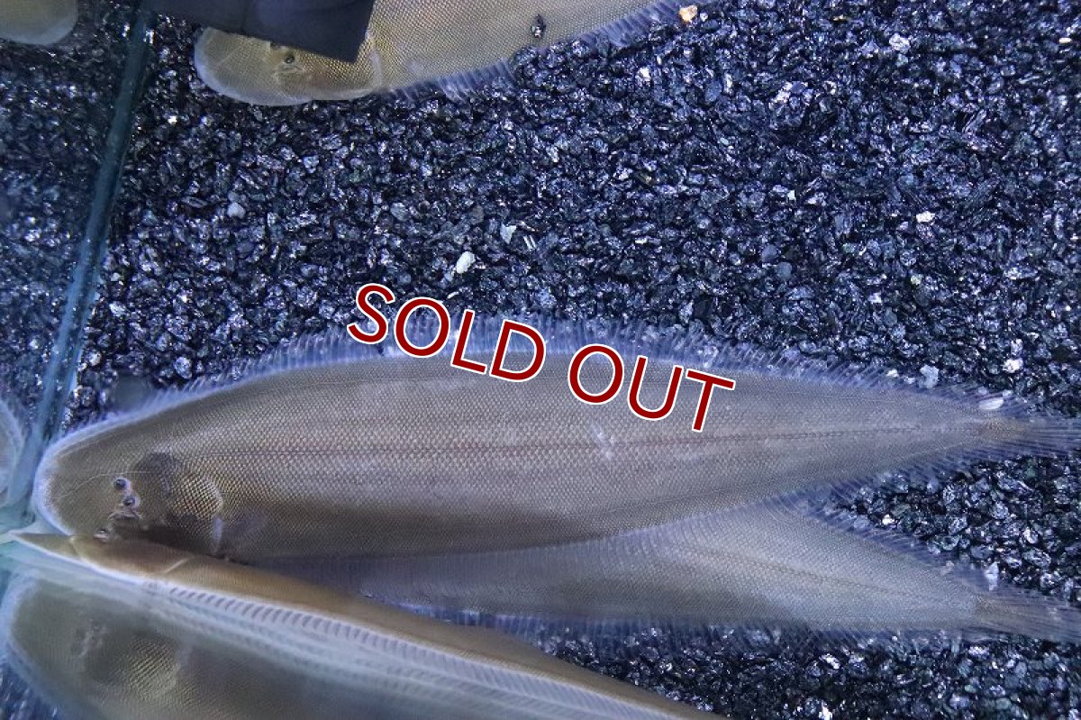 画像1: 【淡水魚】大特価 淡水シタビラメ インド産【１匹 サンプル画像】(±5cm)（生体）（熱帯魚）NK (1)