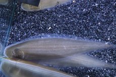 画像1: 【淡水魚】大特価 淡水シタビラメ インド産【１匹 サンプル画像】(±5cm)（生体）（熱帯魚）NK (1)