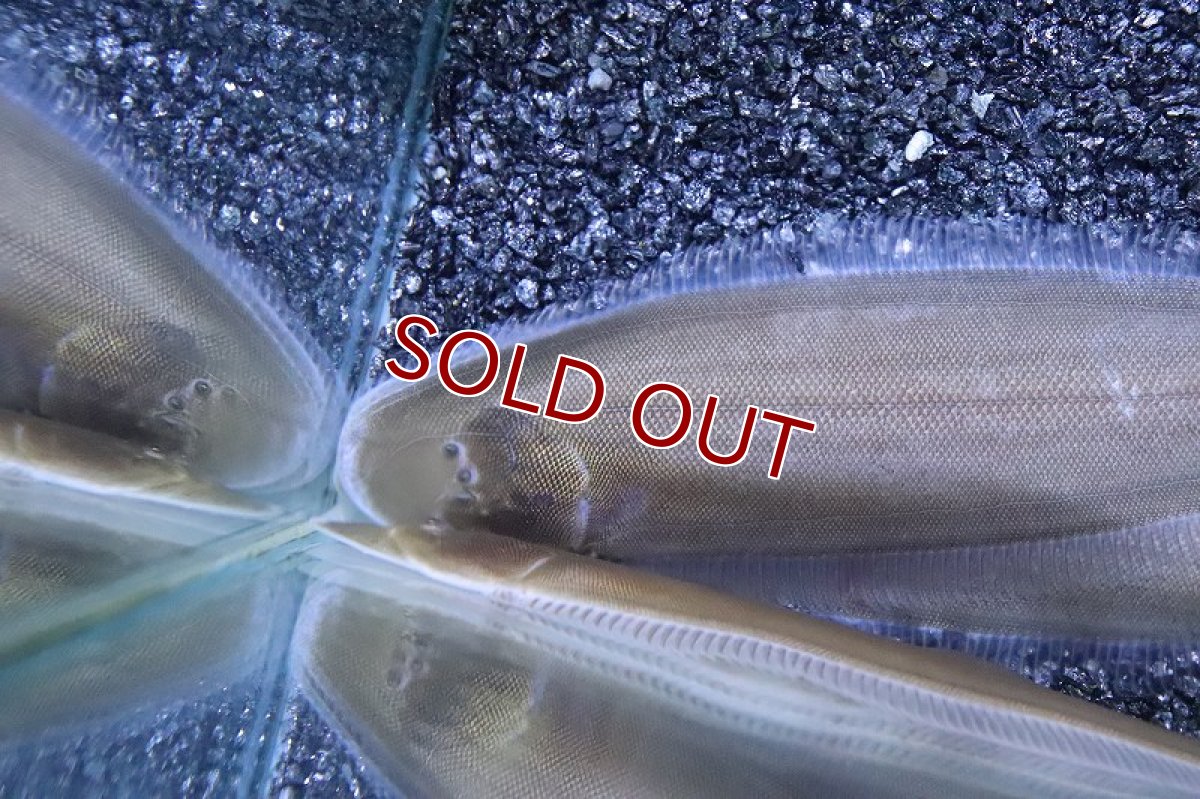 画像2: 【淡水魚】大特価 淡水シタビラメ インド産【１匹 サンプル画像】(±5cm)（生体）（熱帯魚）NK (2)