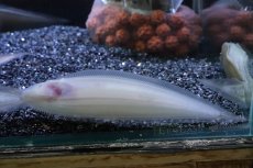 画像3: 【淡水魚】【通販】大特価 淡水シタビラメ インド産【１匹 サンプル画像】(±5cm)（生体）（熱帯魚）NK (3)