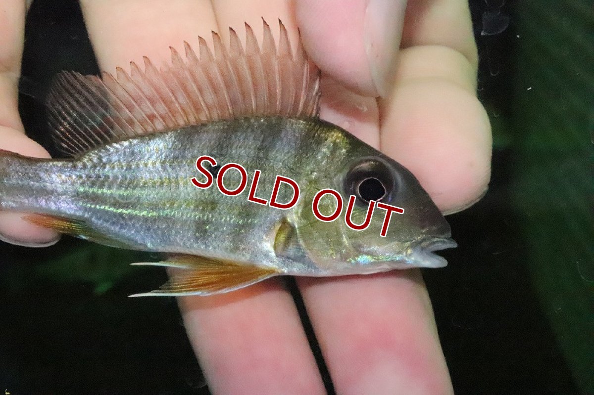 画像2: 【淡水魚】激レア ゲオファーガス アルティフロンス アレンカークリペア産 ワイルド【1匹 サンプル画像】(大型魚)（生体）（熱帯魚）NKO (2)