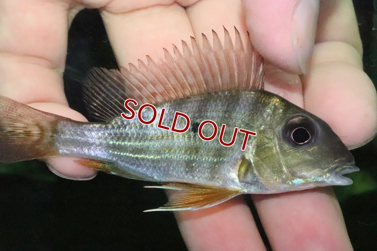 画像3: 【淡水魚】激レア ゲオファーガス アルティフロンス アレンカークリペア産 ワイルド【1匹 サンプル画像】(大型魚)（生体）（熱帯魚）NKO (3)