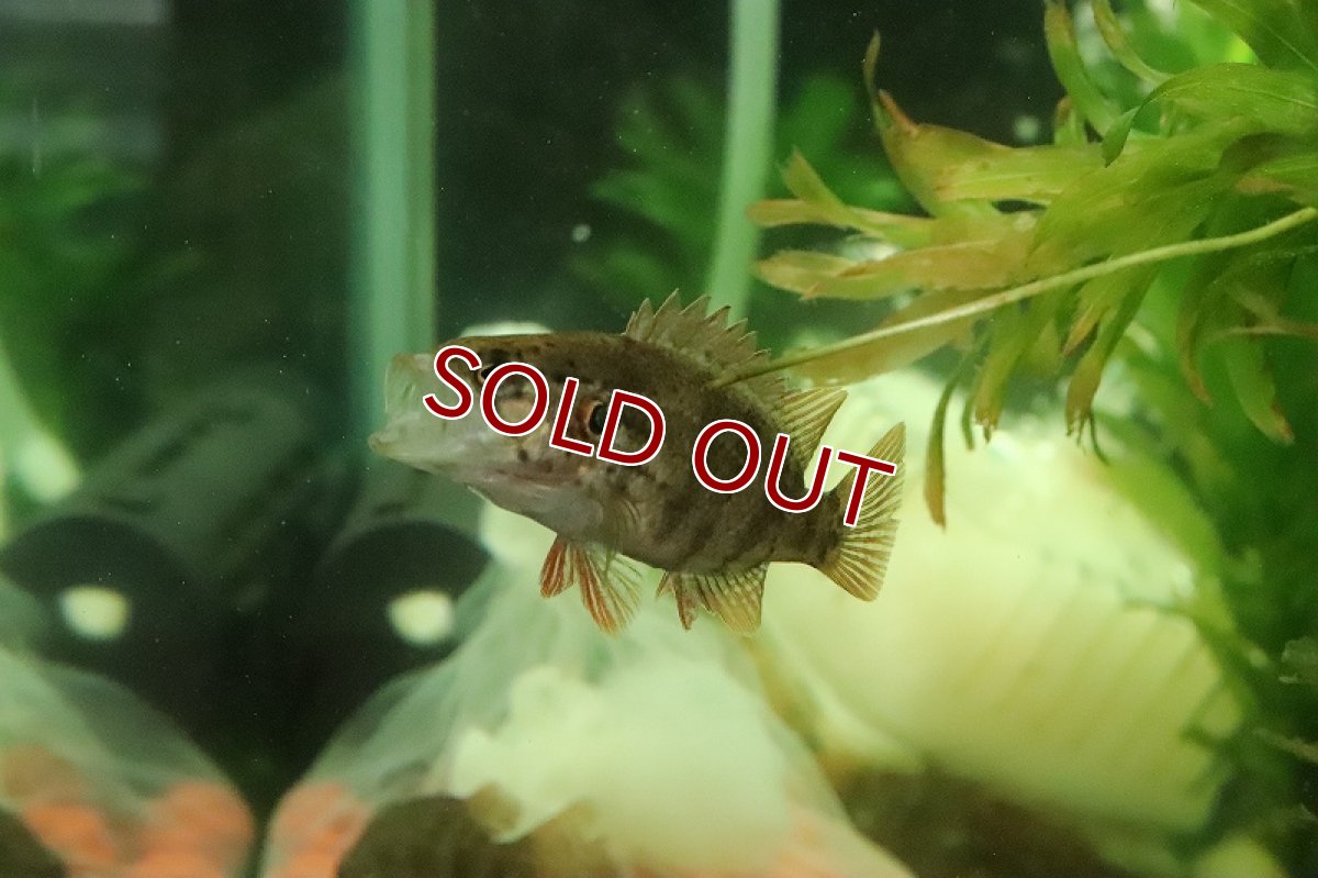 画像2: 【淡水魚】特価 オヤニラミ【1匹 サンプル画像】(±4-5ｃｍ)（生体）（熱帯魚）NK (2)