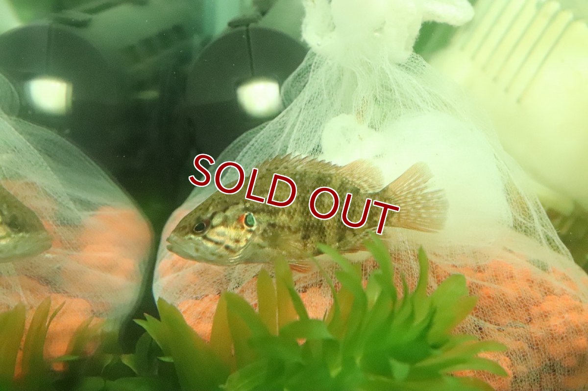 画像3: 【淡水魚】特価 オヤニラミ【1匹 サンプル画像】(±4-5ｃｍ)（生体）（熱帯魚）NK (3)