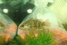 画像3: 【淡水魚】【通販】特価 オヤニラミ【1匹 サンプル画像】(±4-5ｃｍ)（生体）（熱帯魚）NK (3)