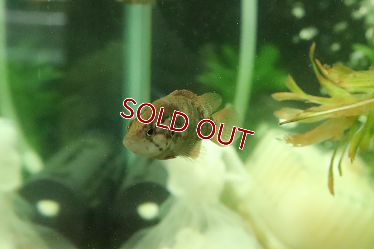 画像4: 【淡水魚】特価 オヤニラミ【1匹 サンプル画像】(±4-5ｃｍ)（生体）（熱帯魚）NK (4)